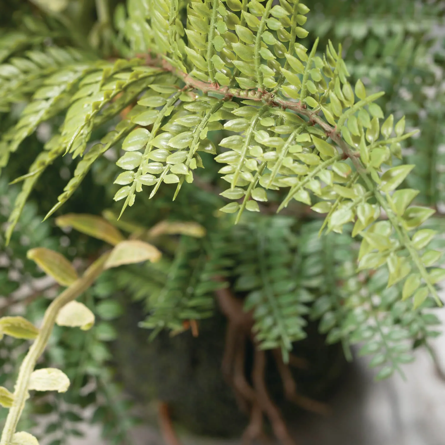 11" Fern In Ball
