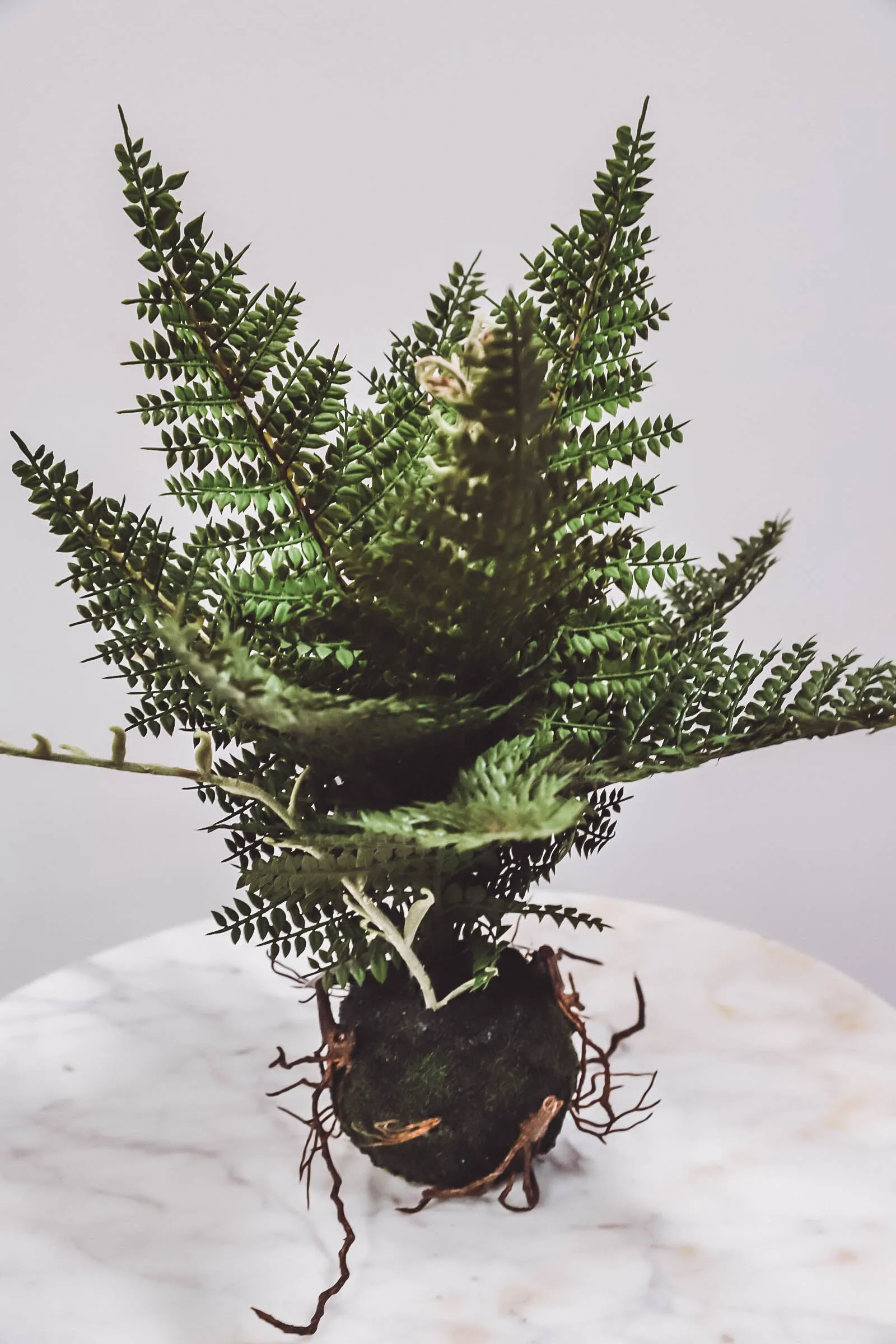 11" Fern In Ball