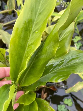 Elettaria cardamonum 'Smell-Me-Plant' (Bare Root)