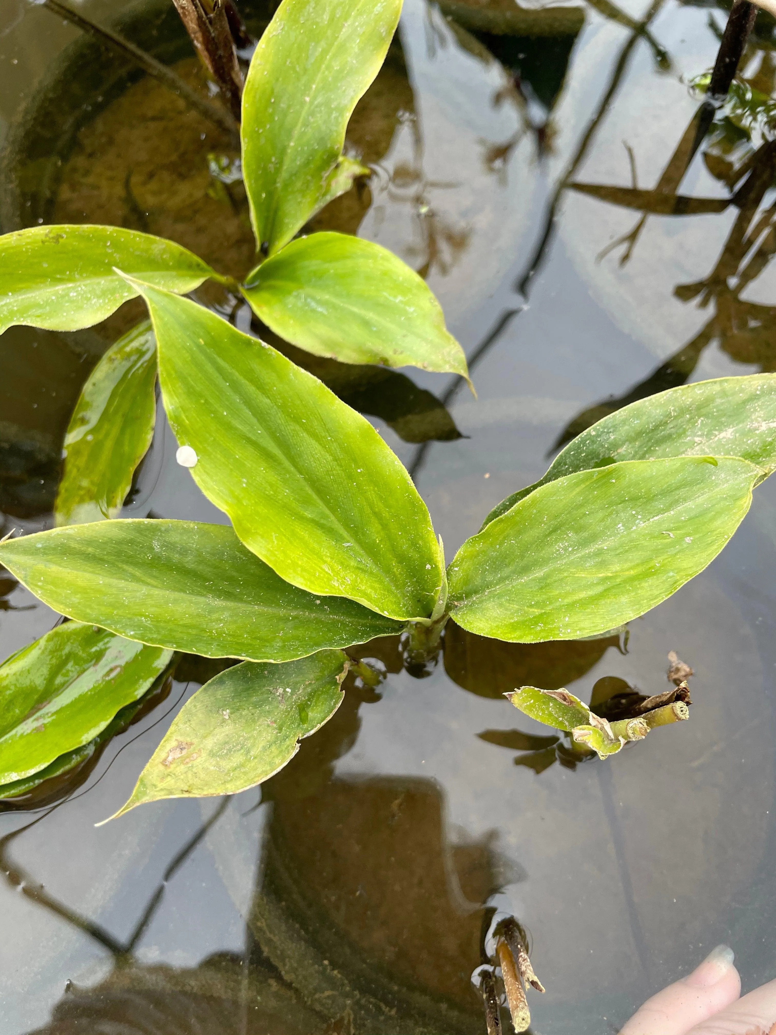 Elettaria cardamonum 'Smell-Me-Plant' (Bare Root)